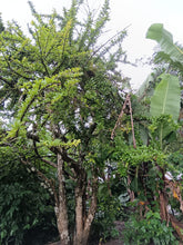 Load image into Gallery viewer, Jícara - Traditional Natural Gourd Bowls