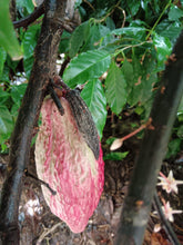 Load image into Gallery viewer, Organic Authentic Mayan Ceremonial Cacao From Guatemala - Crafted by Native Guardians of Ancient Knowledge