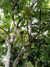 Load image into Gallery viewer, Organic Authentic Mayan Ceremonial Cacao From Guatemala - Crafted by Native Guardians of Ancient Knowledge